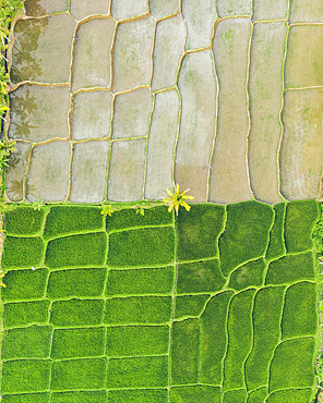 Drone view of rice fields; Licin, East Java, Java, Indonesia