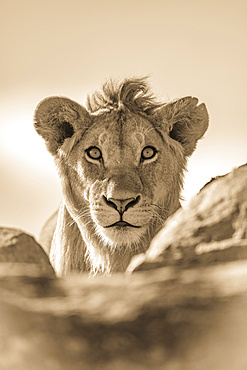 A young male lion (Panthera leo) pokes his head above a rocky ledge. He has a short mane and is staring straight at the camera, Serengeti National Park; Tanzania