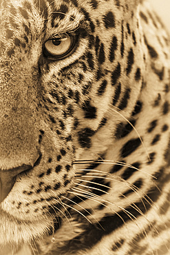 A male leopard (Panthera pardus) stares at the camera. It has a brown, spotted coat, whiskers and a green eye, Masai Mara National Reserve; Kenya