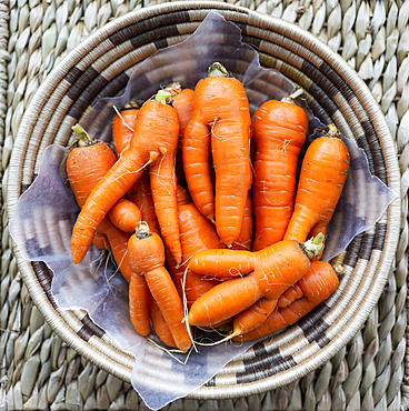 Woven basket full of fresh carrots; Studio