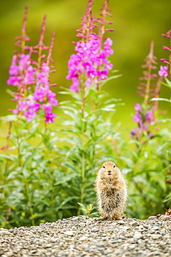 An Arctic Ground Squirrel (Urocitellus parryii) looks at camera while feeding in late summer. Fireweed (Chamaenerion angustifolium) is in bloom in the Hatcher Pass area near Palmer, South-Central Alaska; Alaska, United States of America