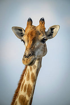 Close-up of head of Southern giraffe (Giraffa giraffa) against a blue sky, Gabus Game Ranch; Otavi, Otjozondjupa, Namibia