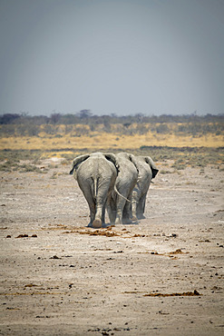 Three African bush elephants (Loxodonta africana) cross rocky pan, Etosha National Park; Otavi, Oshikoto, Namibia