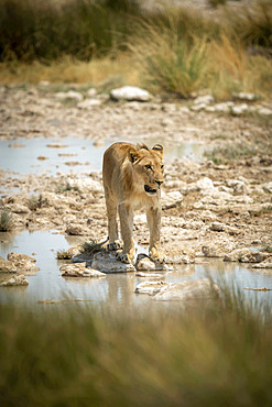 Lion (Panthera leo) stands looking ahead on stepping stones, Etosha National Park; Otavi, Oshikoto, Namibia