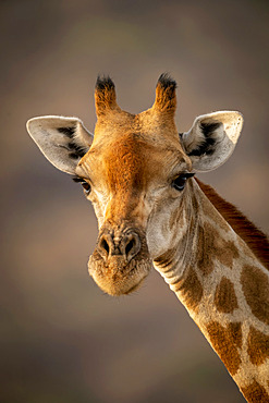 Close-up of southern giraffe (Giraffa camelopardalis angolensis) against blurred background; Otavi, Otjozondjupa, Namibia