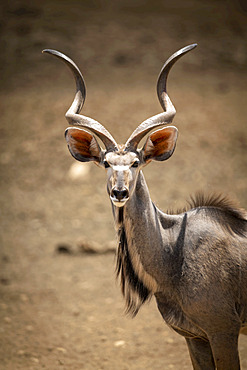 Close-up of male greater kudu (Tragelaphus strepsiceros) eyeing camera; Otavi, Otjozondjupa, Namibia