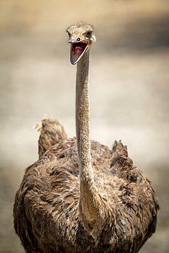 Close-up of female common ostrich (Struthio camelus) opening beak; Otavi, Otjozondjupa, Namibia