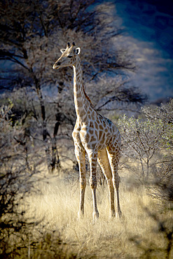 Portrait of southern giraffe (Giraffa camelopardalis angolensis) standing in the golden long grass in a clearing in the woodlands of the savanna at dawn in the Gabus Game Ranch; Otavi, Otjozondjupa, Namibia