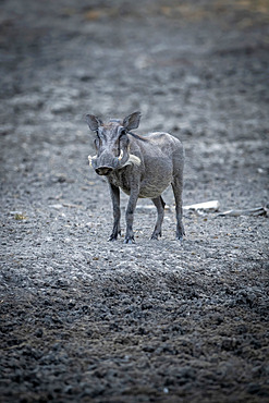 Portrait of a common warthog (Phacochoerus africanus) standing in the mud at a waterhole and looking at the camera at the Gabus Game Ranch; Otavi, Otjozondjupa, Namibia