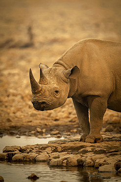 Close-up of black rhinoceros (Diceros bicornis) standing beside a rocky waterhole eyeing the camera in the Etosh National Park; Otavi, Oshikoto, Namibia