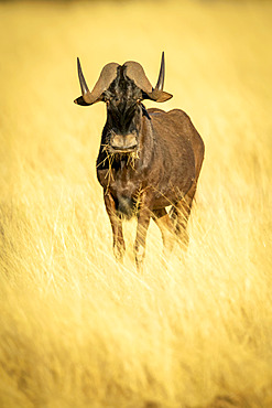 Black wildebeest (Connochaetes gnou) standing in the golden long grass of the savanna munching and looking at the camera at the Gabus Game Ranch; Otavi, Otjozondjupa, Namibia