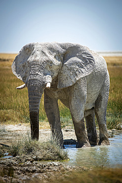 African bush elephant (Loxodonta africana) wading through the mud and drinking from grassy waterhole on the savanna in Etosha National Park looking at camera; Otavi, Oshikoto, Namibia