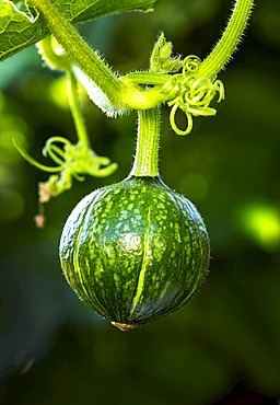 Close up of green round kabocha squash (Cucurbita maxima) hanging from the vine in a garden; Calgary, Alberta, Canada