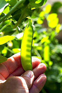 Close up of a male hand holding a pea pod on the vine in the garden, backlit by sunlight; Calgary, Alberta, Canada