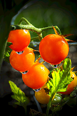 Close up of orange cherry tomatoes on the vine with water droplets; Calgary, Alberta, Canada