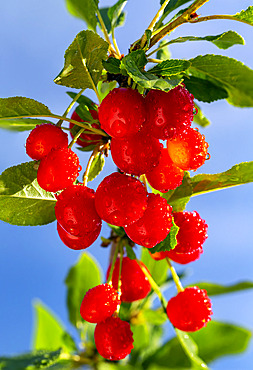 Close up of bright red cherries (Prunus avium) on a tree with blue sky in the background; Calgary, Alberta, Canada