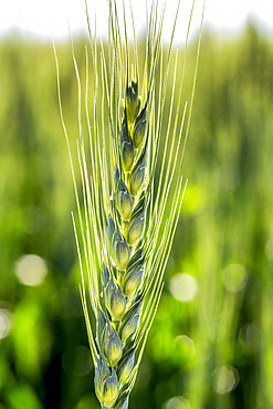 Close up of a green wheat head; East of Calgary, Alberta, Canada