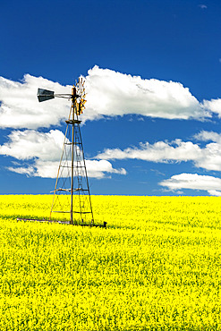 Flowering canola field with an old wind mill tower in the middle, with a blue sky and white, puffy clouds; North of Three Hills, Alberta, Canada