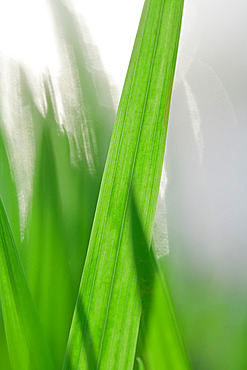 Blades of Grass