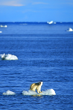 Polar Bear (Ursus Maritimus)