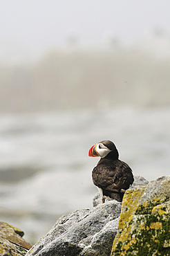 An Atlantic puffin looks out from its rock outcropping., Machias Seal Island, Maine.