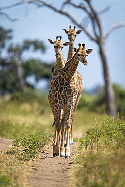 Three Southern giraffes (Giraffa giraffa angolensis) walk along sandy track in Chobe National Park, Botswana