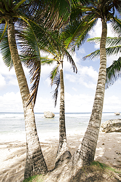 Palm lined beach at Bathsheba, Bathsheba, Barbados, Caribbean