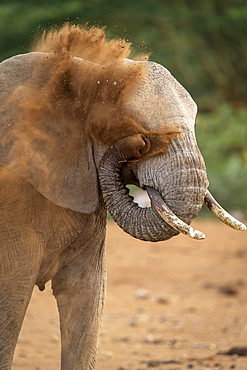 Close-up of dust exploding on African elephant (Loxodonta africana), Segera, Laikipia, Kenya