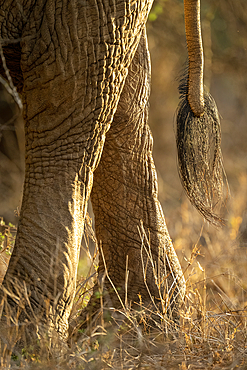 Close-up of African bush elephant (Loxodonta africana) hind legs and tail, Segera, Laikipia, Kenya