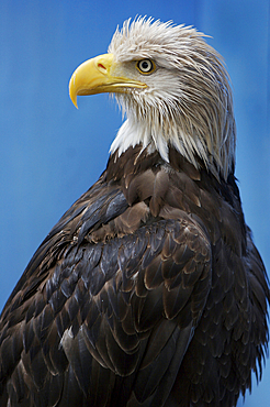 Portrait of a captive Bald eagle (Haliaeetus leucocephalus) at the Visitors Center in Juneau, Alaska, USA, Juneau, Alaska, United States of America