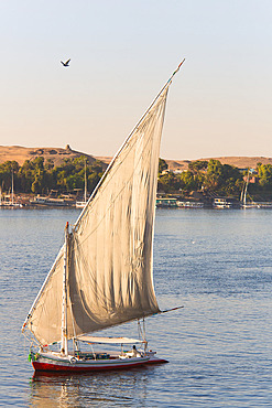 Felucca traveling on the River Nile with the tombs of nobles and Qubbet el-Hawa in the background on the western bank of the river while a bird flies by, Aswan, Egypt, Africa