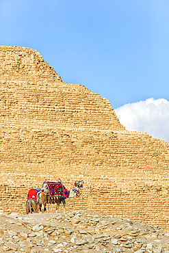 Two passenger camels waiting at the bottom of the Step Pyramid of Djoser against a blue sky, the Oldest Known Pyramid, located in the archaeological site in the Saqqara Necropolis, Egyptian Burial Grounds in the Village of Saqqara, Saqqara, Egypt