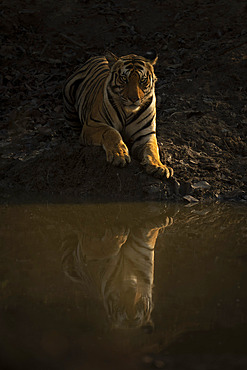 Portrait of Bengal tiger (Panthera tigris tigris) lying beside waterhole, watching camera, Madhya Pradesh, India