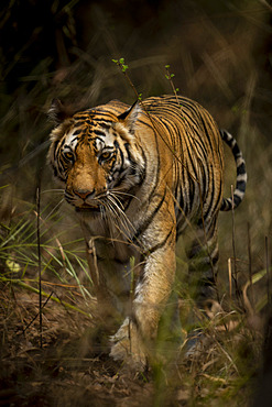 Portrait of a Bengal tiger (Panthera tigris tigris) walking through grass in forest towards camera, Madhya Pradesh, India