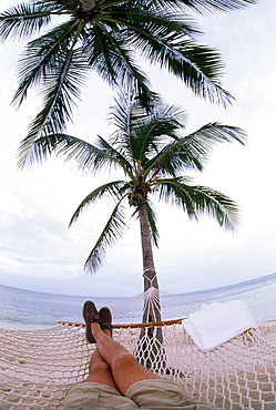 Man lays on a hammock between palm trees, Key West, Florida, United States of America