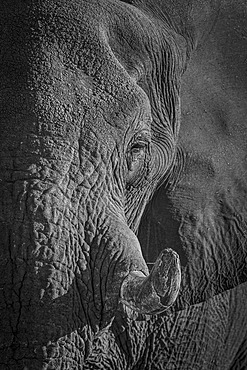 Close-up detail of an African elephant's face (Loxodonta), Erinidi Park, Erongo Region, Namibia