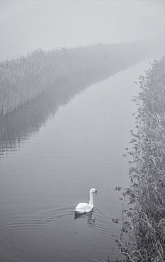 Swan (Cygnus) swimming along the lode (river) on a misty morning near the village of Reach, Cambridgeshire, England, United Kingdom