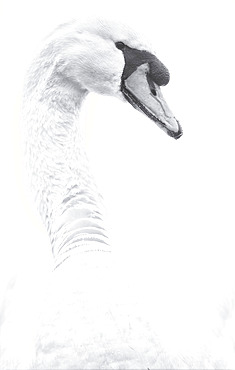 Black and white portrait of a swan on a white background, near the village of Reach, Cambridgeshire, UK, Cambridgeshire, England