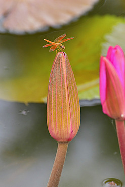 Orange dragonfly (Anisoptera) alight on a pink water lily bud (Nymphaea pubescens) in Pink Lotus Lake, Udon Thani, Thailand