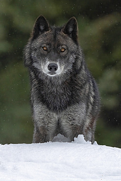 Close-up of a Wolf (Canis lupus) in the wild making eye contact, Haines Junction, Yukon, Canada