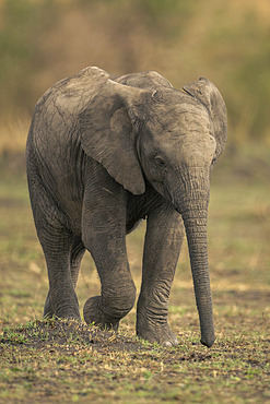 Baby African bush elephant (Loxodonta africana) walks across grassland in Serengeti National Park, Tanzania