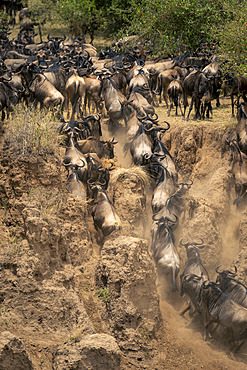 Blue wildebeest (Connochaetes taurinus) rushing up steep sandy gully in Serengeti National Park, Tanzania