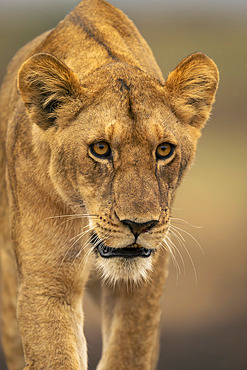 Close-up portrait of a young male lion (Panthera leo leo) lowering head, Serengeti National Park, Tanzania, Africa