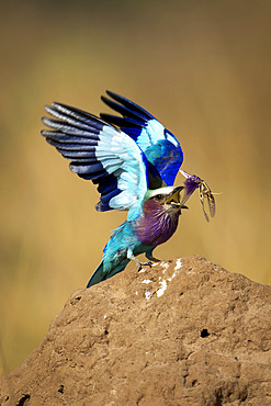 Close-up portrait of a lilac-breasted roller (Coracias caudatus) standing on a termite mound tosses insect on mound, Serengeti National Park, Tanzania, Africa