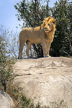 Male lion (Panthera leo) standing on rock looking around in Serengeti National Park, Tanzania