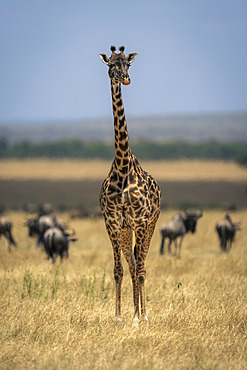 Masai giraffe (Giraffa tippelskirchi) stands on plain with wildebeest (Connochaetes taurinus) in Serengeti National Park, Tanzania