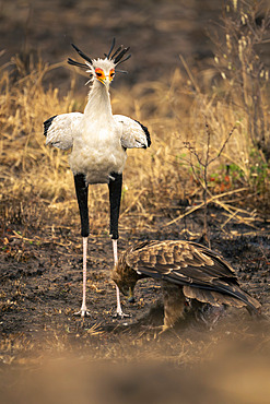 Secretary bird (Sagittarius serpentarius) and tawny eagle (Aquila rapax) with kill in Serengeti National Park, Tanzania