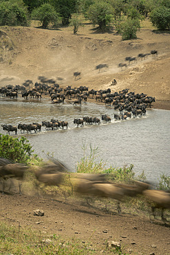 Slow pan of blue wildebeest (Connochaetes taurinus) in shallows in Seregenti National Park, Tanzania