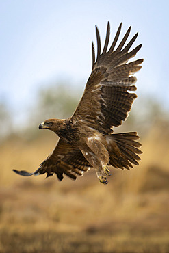 Tawny eagle (Aquila rapax) flies over savannah spreading wings in Serengeti National Park, Tanzania