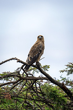 Tawny eagle (Aquila rapax) watches camera from thorny branch in Serengeti National Park, Tanzania